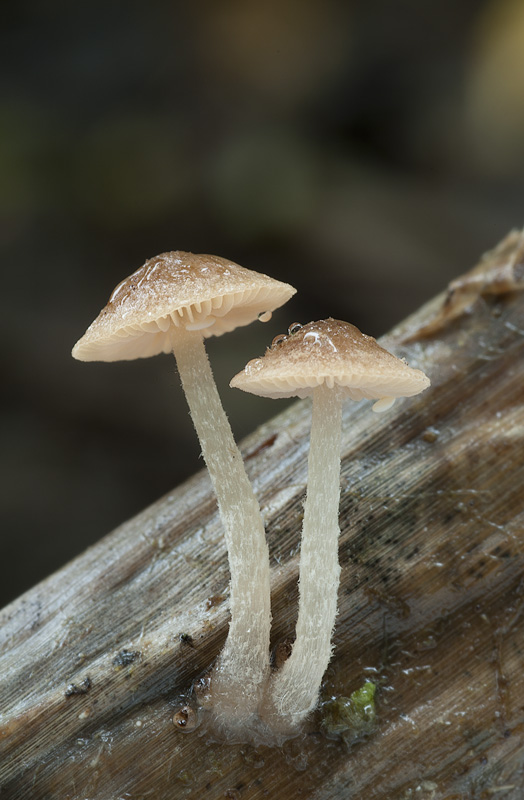 Psathyrella typhae